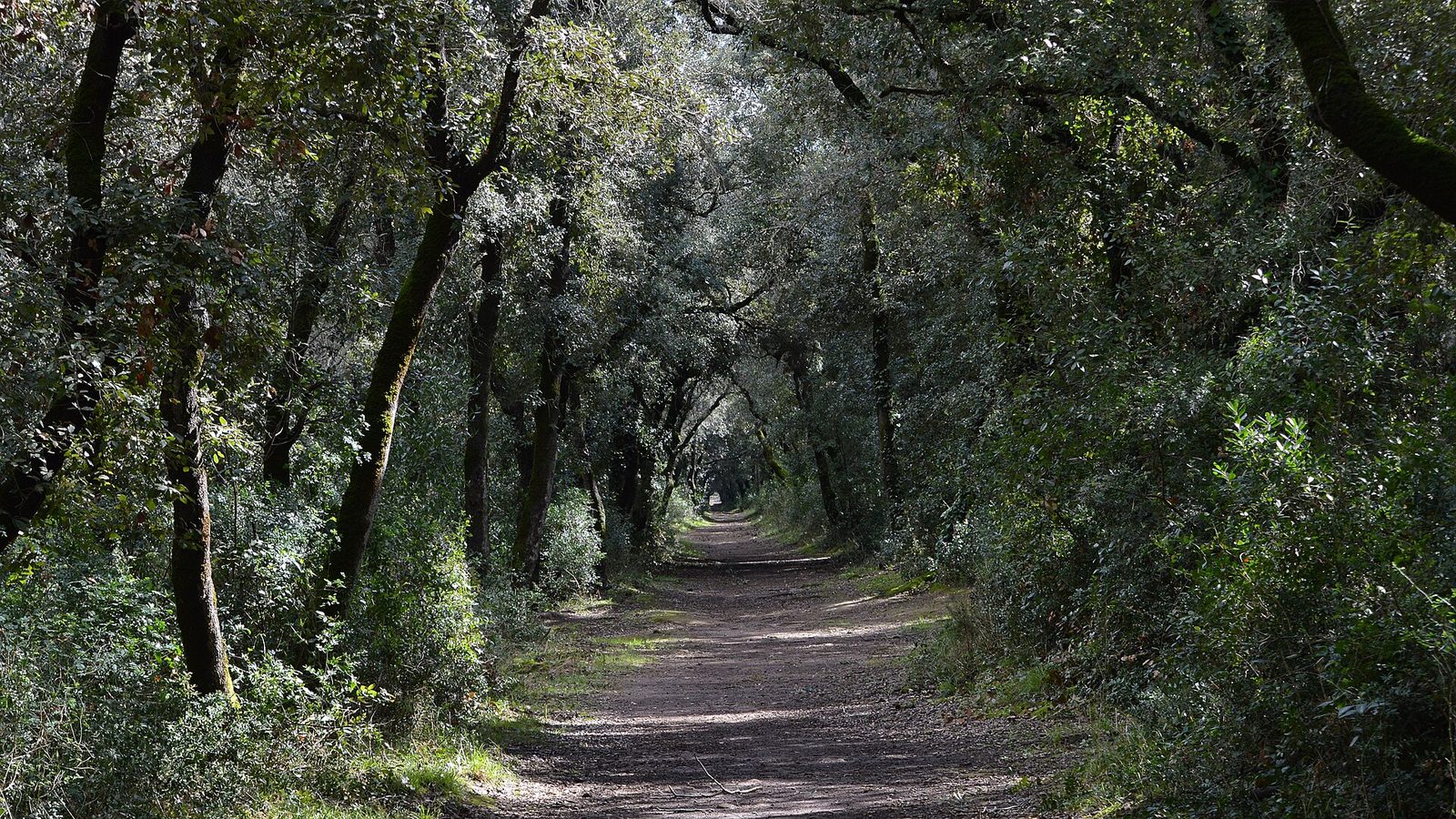 Un sentiero di terra battuta che si perde in lontananza attraversando un bosco fitto di lecci, con i rami che si chiudono sopra il viale formando una galleria verde