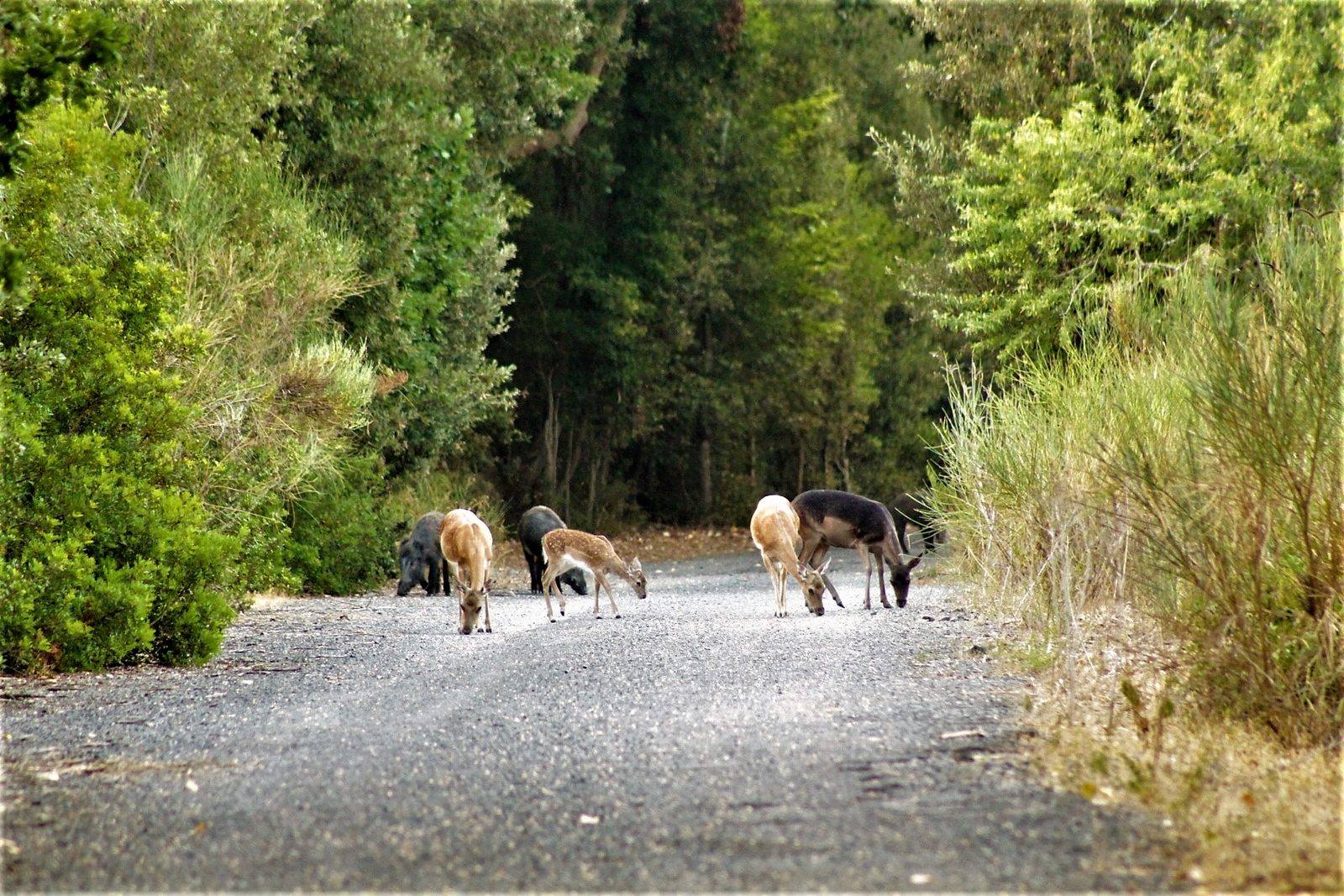 Un gruppo di daini, tra cui un cucciolo maculato, e alcuni cinghiali scuri che brucano su una strada sterrata bianca, chiusa ai lati da fitta vegetazione mediterranea nella tenuta di Castelporziano
