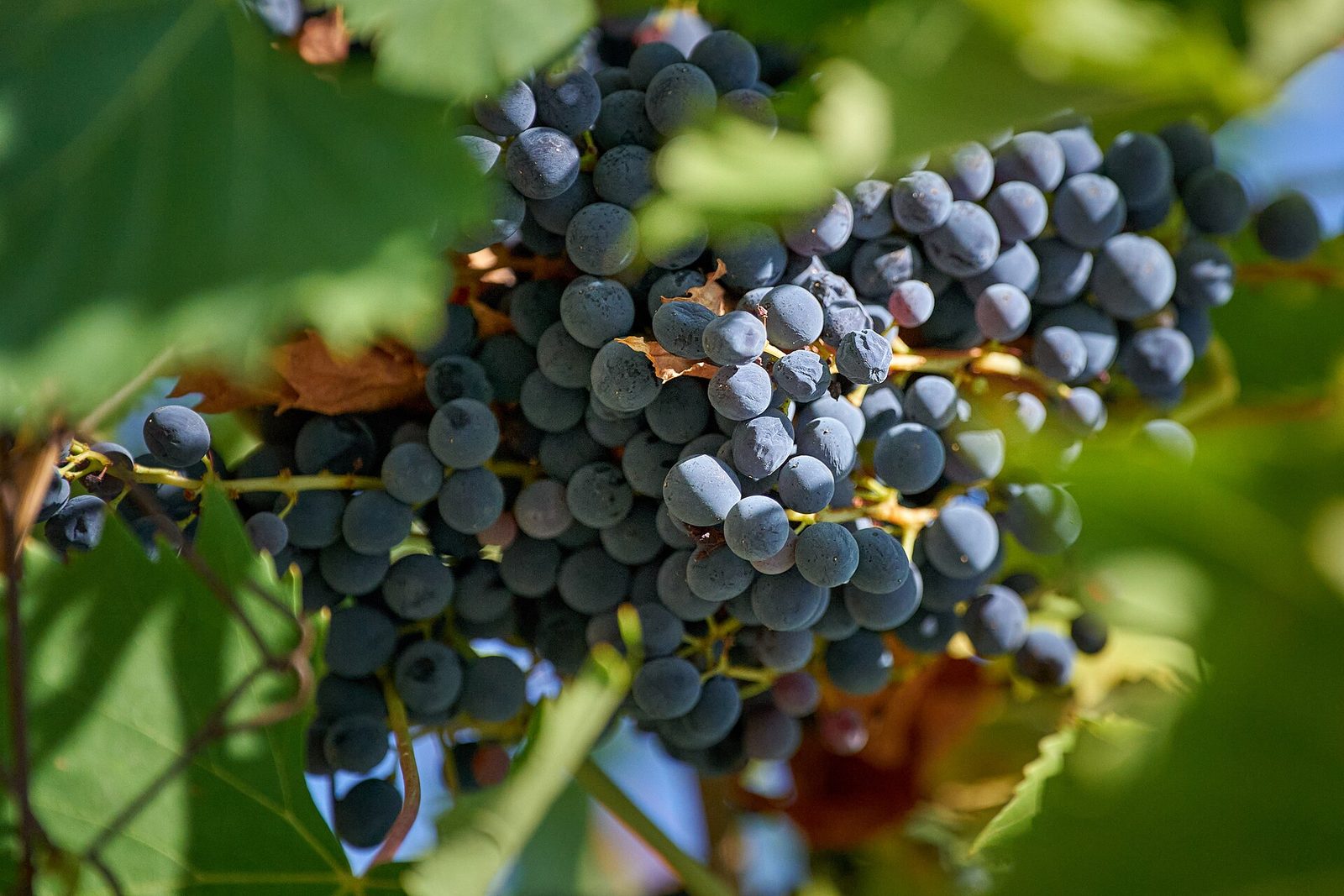 Primo piano di un grappolo d'uva nera matura appeso alla vite fra foglie verdi, fotografato in un vigneto di Frascati